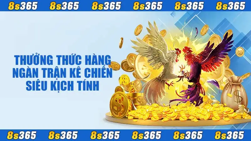 Thưởng thức hàng ngàn trận kê chiến siêu kịch tính